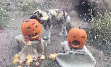 Zoo Animals Smashing Pumpkins Is Even More Fun Than It Sound