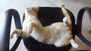 Cats Sleeping in Awkward Positions