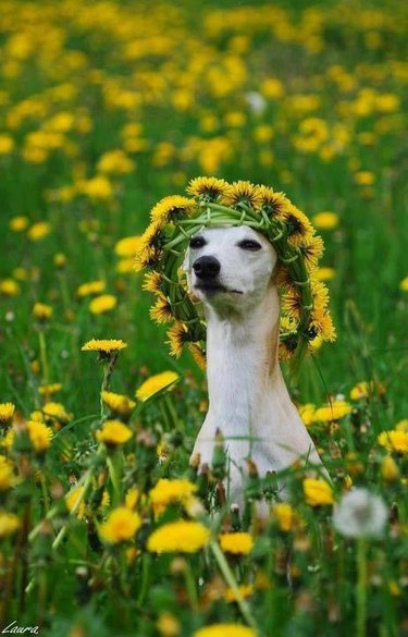 dog with flower crown
