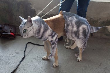 Dog dressed as a cat.
