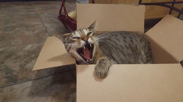 Cat in Box