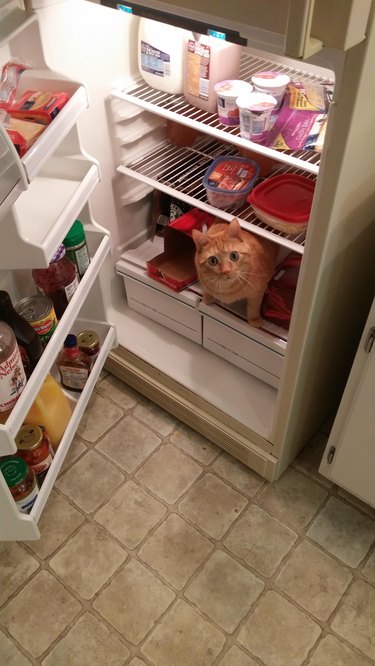 A cat is sitting on a shelf in a refrigerator.