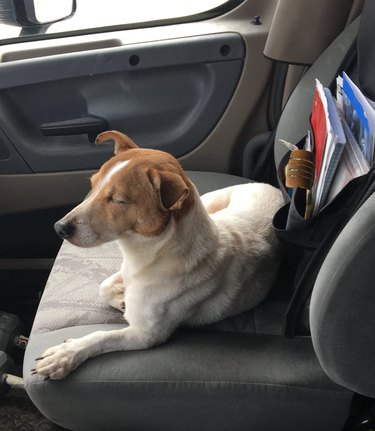 Jack Russell terrier leads truck driver to malnourished rabbit