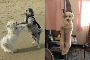 9 pets with sick dance moves