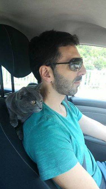 Cat in Car