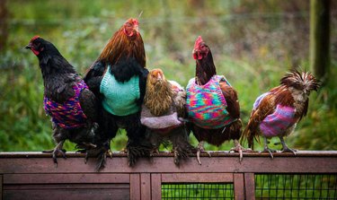 Row of five fancy chickens wearing multicolored sweaters.
