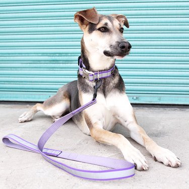 Dog wearing reflective purple collar and leash