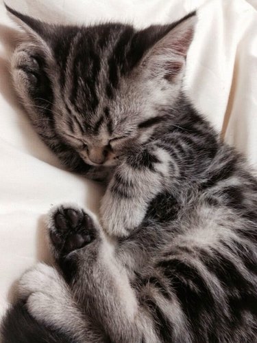 Sleeping kitten on a white blanket.