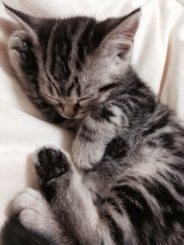 Chaton endormi sur une couverture blanche.