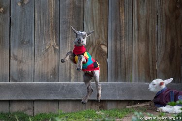 Goat in colorful sweater mid-jump