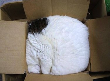 Cat smooshed in a cardboard box