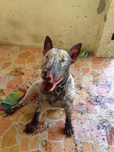 Muddy dog next to mud-splattered walls.