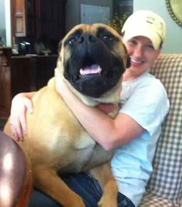 big lap dog