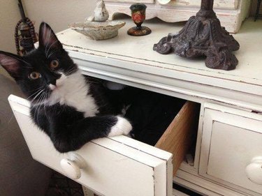 Cat in Drawer