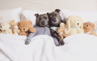 These Cuddly Pit Bulls In Pajamas Are Winning Hearts & Changing Minds
