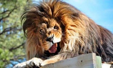 Funny-looking lion
