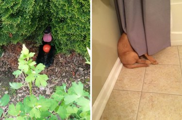 dogs winning at hide and seek