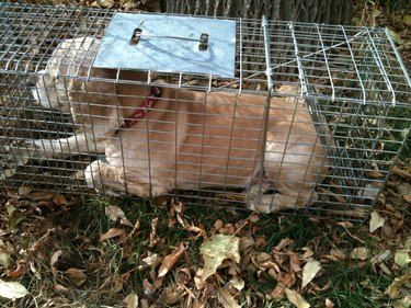 A small dog is lying down in a raccoon trap.