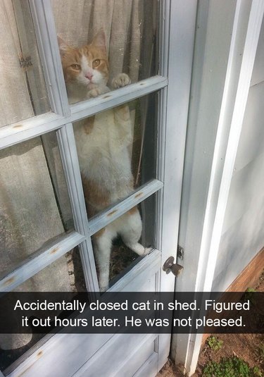 cat locks himself in shed