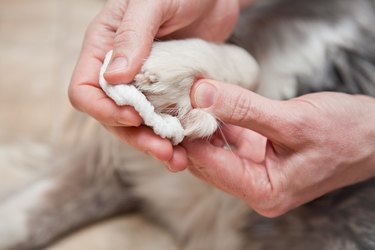 holding a dog's hurt paw