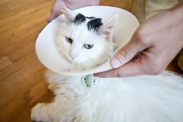 White and black cat fitted with a homemade cat cone.