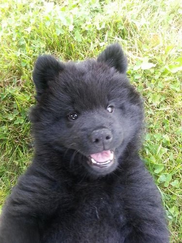 Puppy that looks like a bear cub