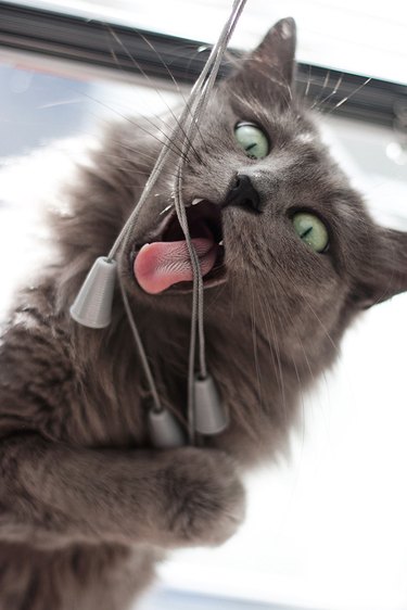 Cat biting cords