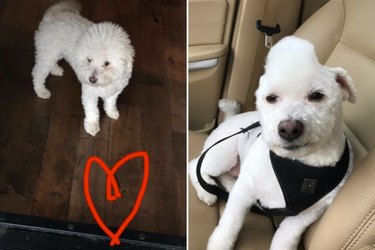 Proud Dad Gives "Awesome" Haircut To Family Dog
