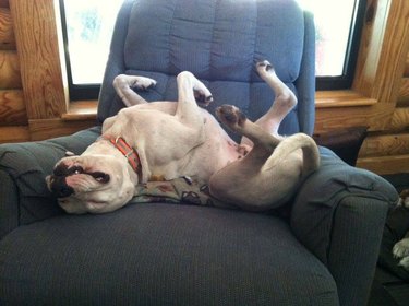 Bulldog sleeping on an armchair on their back with their legs in the air.