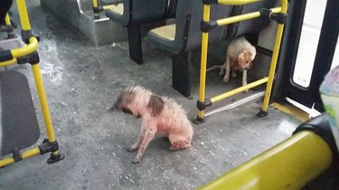 Hero Bus Driver Gives Pups A Free Ride During Thunderstorm