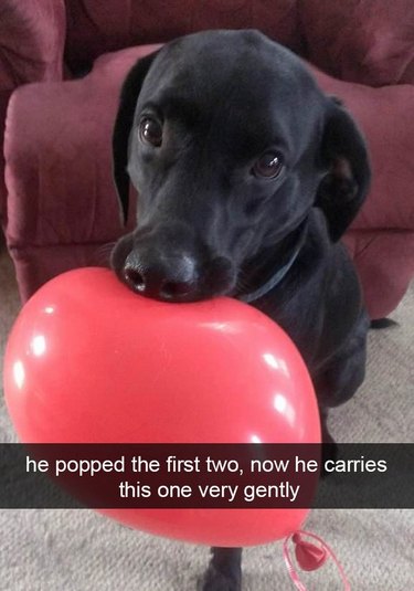 Dog very gently holding balloon in his mouth.