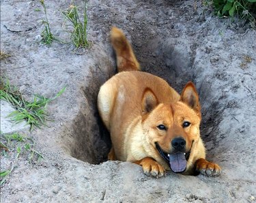 Dog doing a play bow in a hole in dirt that looks hard.