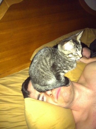 cat sitting on man's head