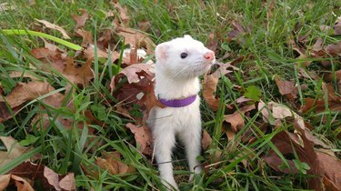 Ferret wearing a purple collar standing in grass and leaves.