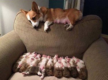 23 proud dog moms & dog dads posing for pictures with their puppies