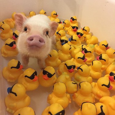 Pig with rubber ducks
