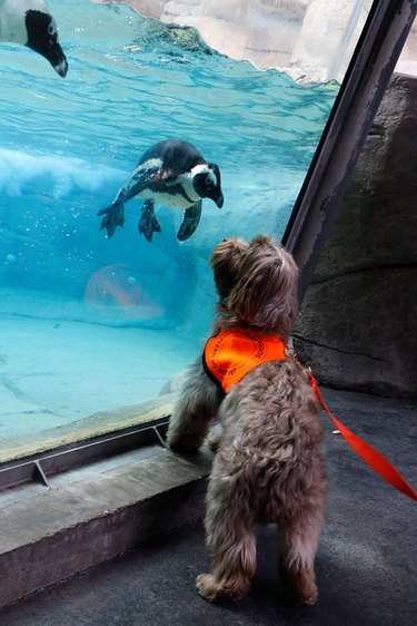 Dog and penguin look at each other through aquarium glass.