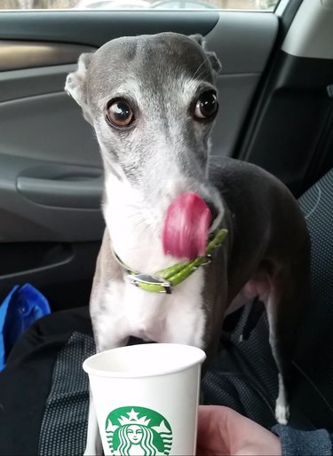 Dog with a puppuccino