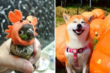 pets who are excited about Halloween