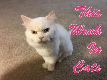 This week in cats hero image