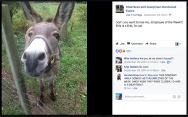 Donkey named Employee of the Week at New Jersey flooring company