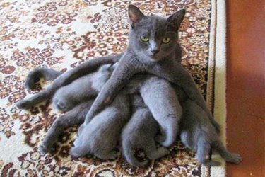 animals who are done with parenting