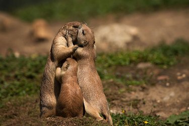 Adult prairie dogs kissing with child between them.