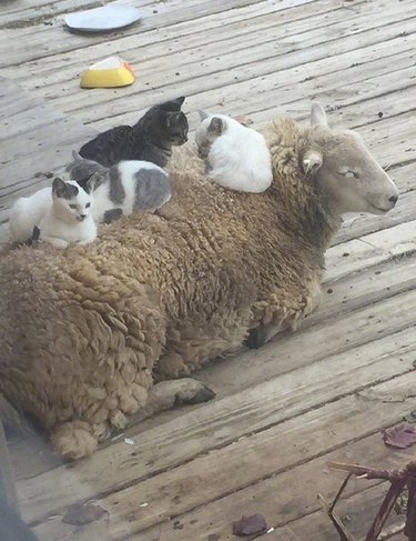 Four kittens sitting on the back of a sheep.
