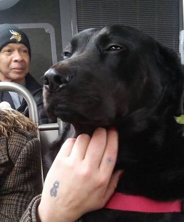 This Lab Rides The Bus Alone Every Day To A Hilarious Destination