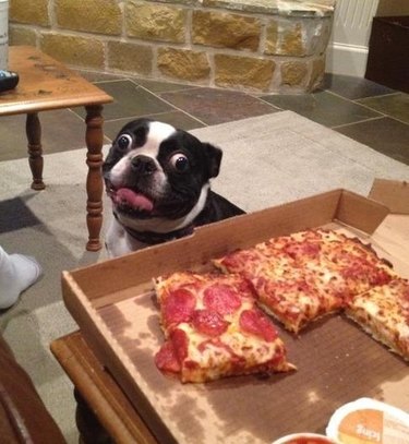 dog would like a slice of pizza