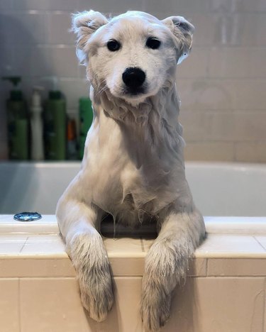 Wet dog in bathtub looks like a polar bear