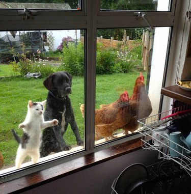 Cat, dog, and two chickens look through kitchen window.