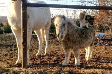 This Miniature Horse Was Caught Giving Moonlight Pony Rides To The Dog Next Door
