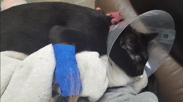 Cat Ollie with a cone post-surgery